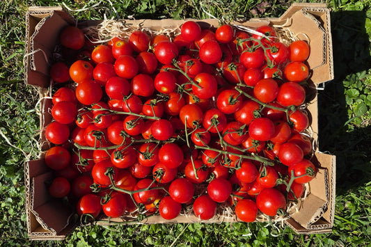 Kirschtomaten am Strauch Bio regional aus Bayern