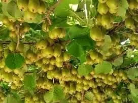Bio Kiwi-Rarität "Red Sun" Aktionspreis % 500g
