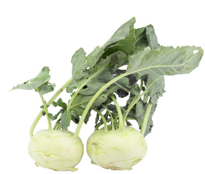 Kohlrabi grün zartschmelzend Bio regional demeter vom Obergrashof