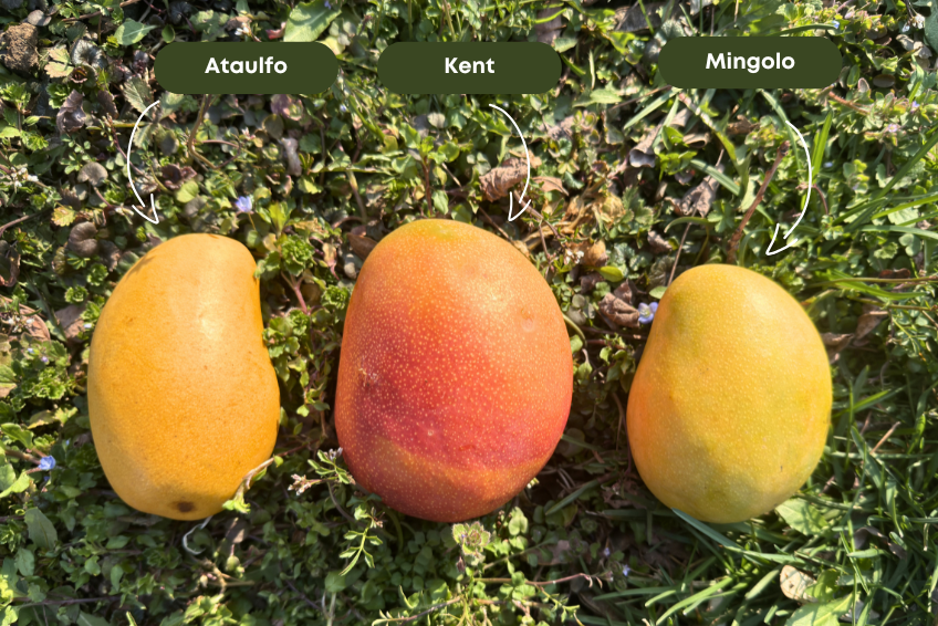 Mango-Trio Mix-Box 2kg Sonderaktion %