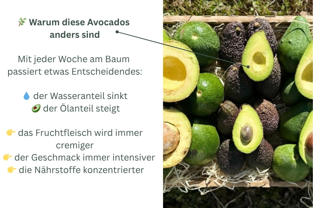 Avocado-Mix 13 Monate baumgereift Sonderaktion % 3kg Box