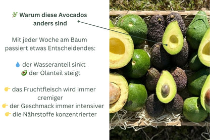 Avocado-Mix 13 Monate baumgereift Sonderaktion % 3kg Box