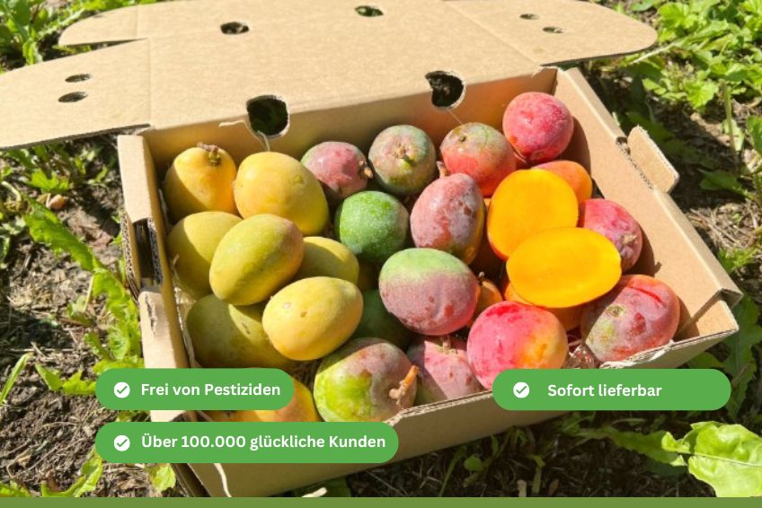 Baby-Mango Mix von Julian Retter-Box