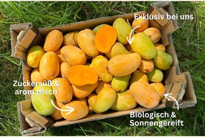 Baby Honig-Mango Ataulfo Bio von Julian