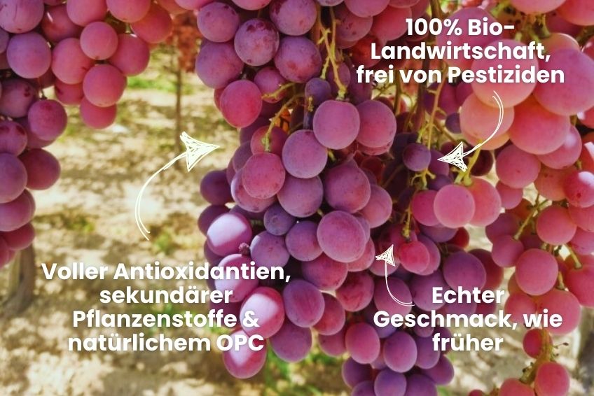 Trauben Mix Bio von Filippo Sonderpreis