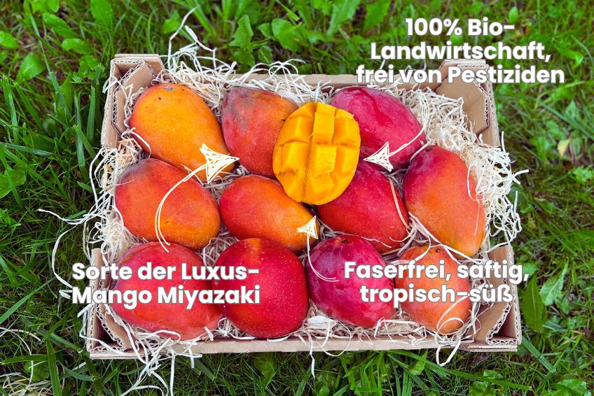 Mango Irwin Edelsorte Bio Aktionspreis %