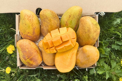 Honig-Mango Ataulfo Bio von Jose Retterbox % 3kg