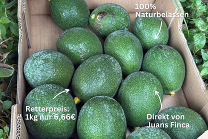 Avocado Mini Reed von Juan 3kg Retterbox