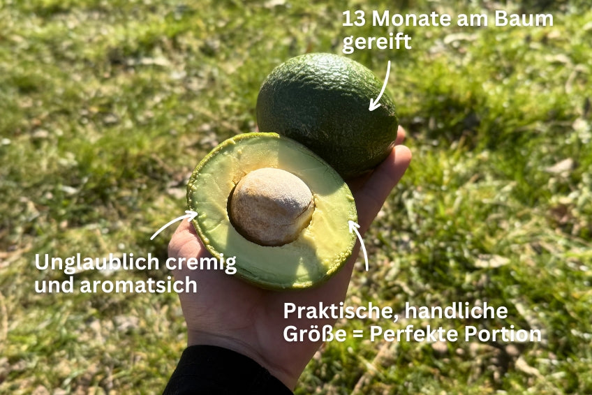 Avocado Mini Reed von Juan 3kg Retterbox