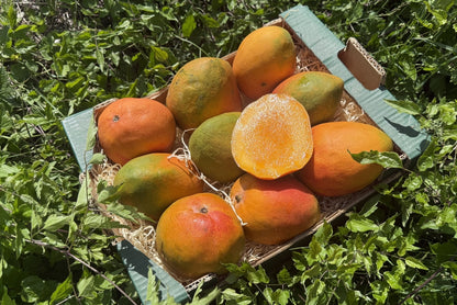 Mango Kent Ready to eat 4kg Retterbox %