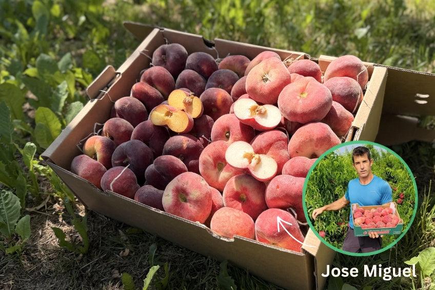Weinbergpfirsiche gelb & weiss Bio von Jose Sonderpreis %