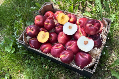 Nektarinen Mix Bio von Jose Sonderpreis % 3kg Box