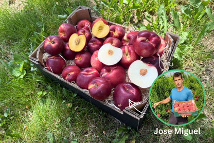 Nektarinen Mix Bio von Jose Sonderpreis % 3kg Box