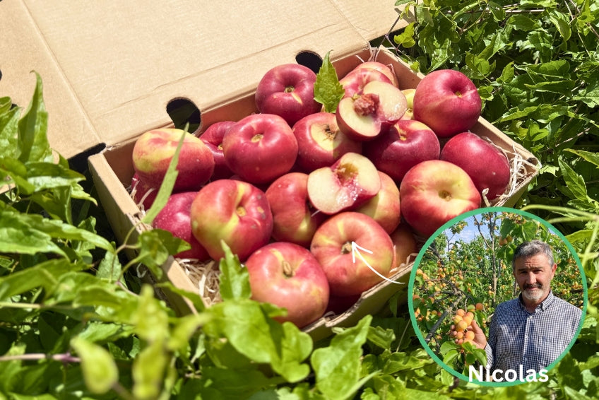 Mini Weinberg-Nektarinen Bio von Nicolas 3kg Retterbox