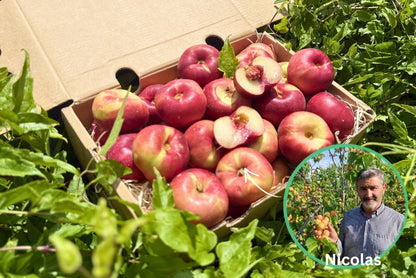 Mini Weinberg-Nektarinen Bio von Nicolas 3kg Retterbox