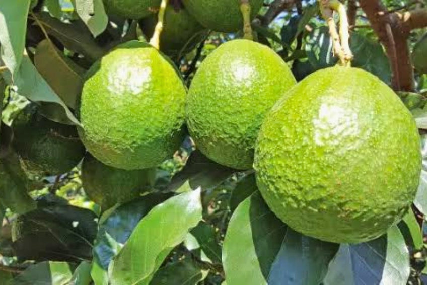 Avocado Margarida (Stk. ca. 500g)