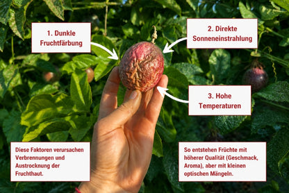 Passionsfrüchte Bio von Salvador Retteraktion %