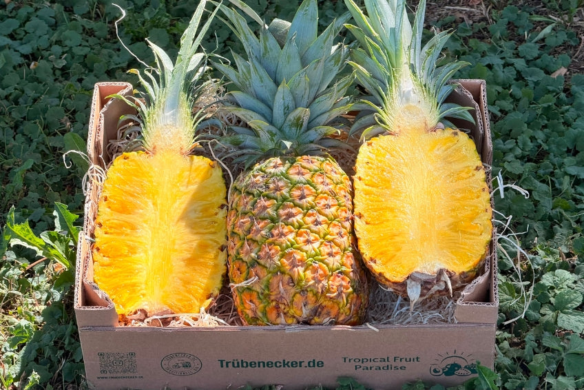 Ananas Cayenne bestellen