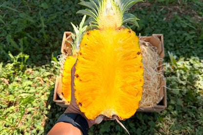 Ananas reifgeerntet Retteraktion % (Stück ca 2kg)