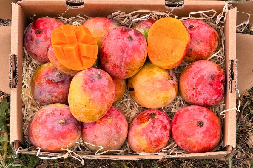 Mini-Mango Tropigold von Antonio Aktionspreis %