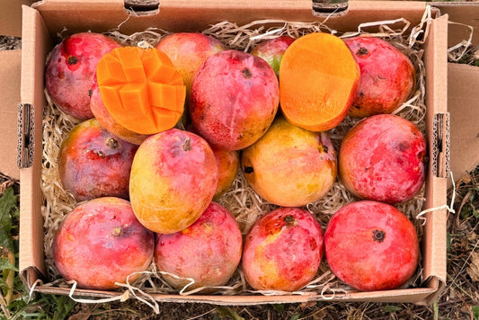 Mini-Mango Tropigold von Antonio Aktionspreis %