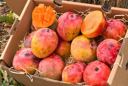 Mini-Mango Tropigold von Antonio Aktionspreis %
