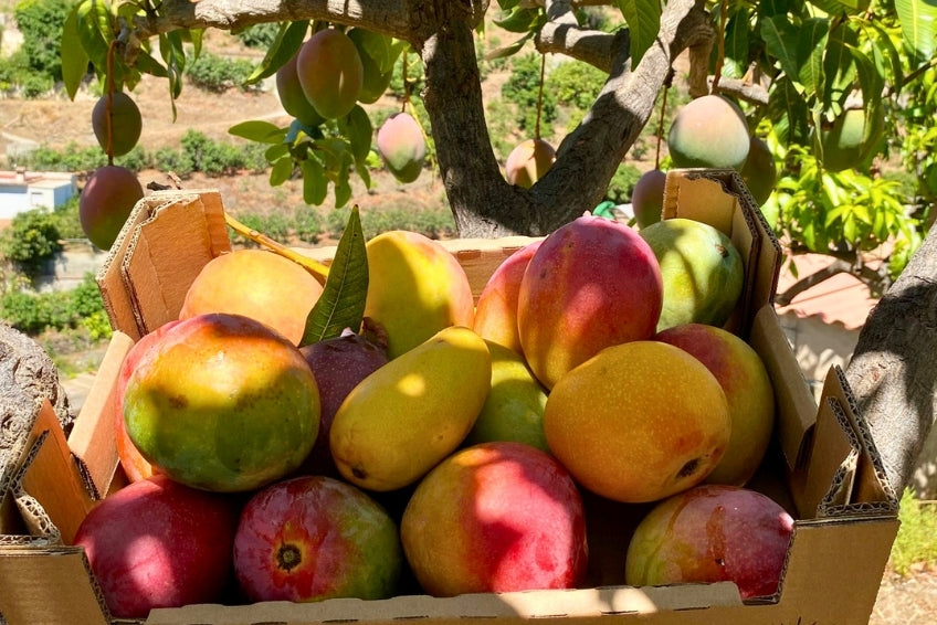 Mango Mix von Juan 3kg Aktion %