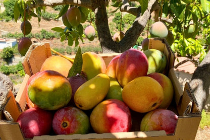 Mango Mix von Juan 3kg Aktion %