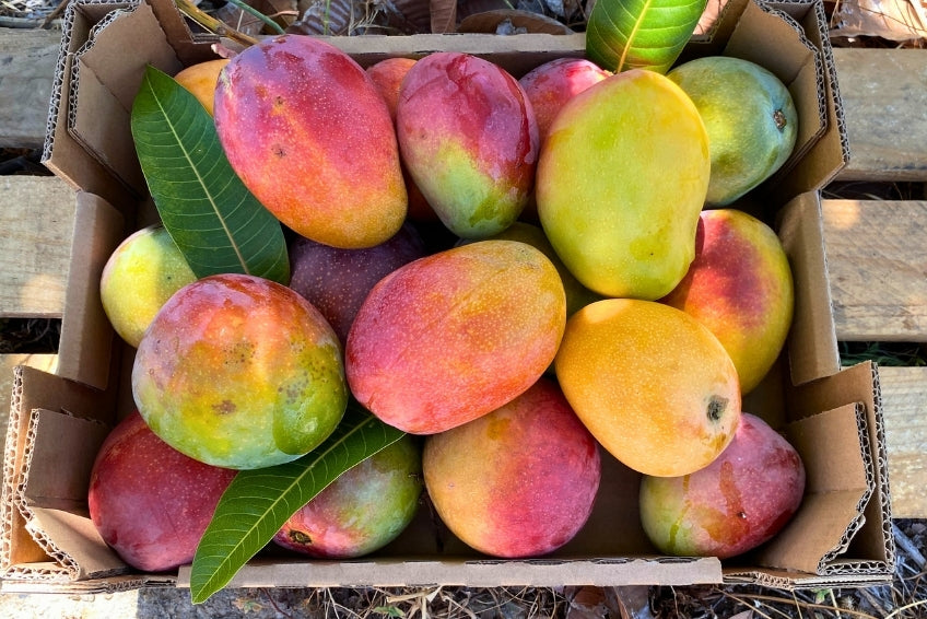 Mango Mix von Juan 3kg Aktion %