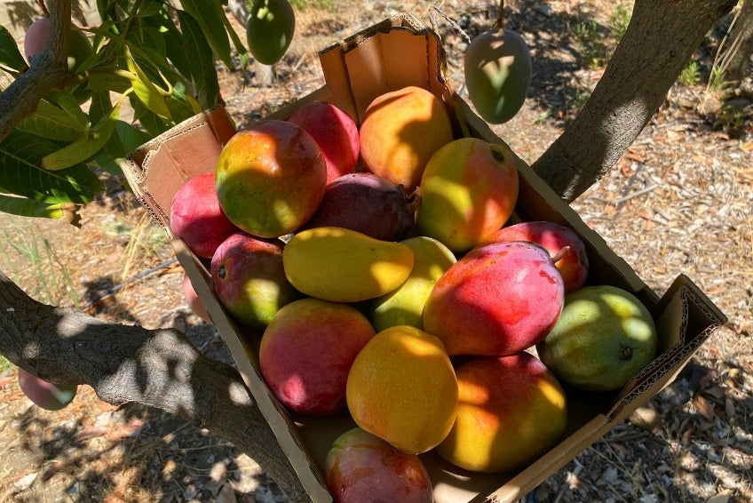 Mango Mix von Juan 3kg Aktion %