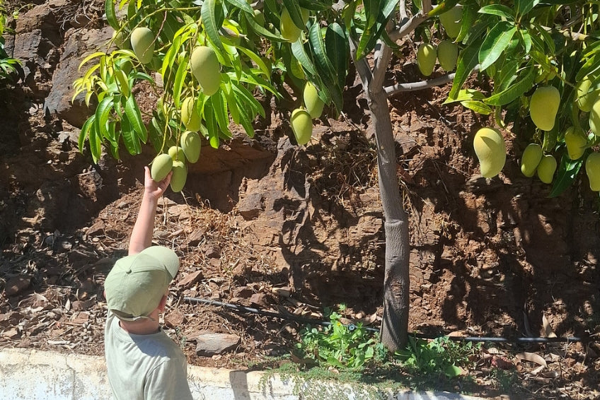 Mango Honig „Ataulfo“ Bio von Julian