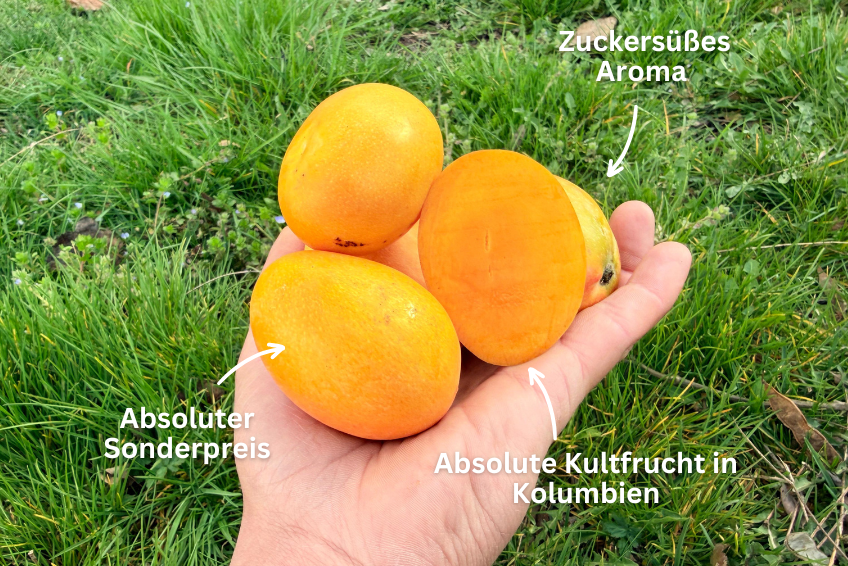 Baby-Zuckermangos Ready to eat Sonderaktion %