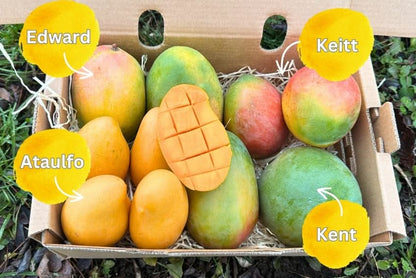 Mango-Träume Mix-Box 2kg Community-Deal %
