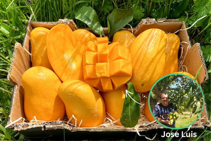 Honig-Mango Ataulfo Bio von Jose Retterbox % 3kg
