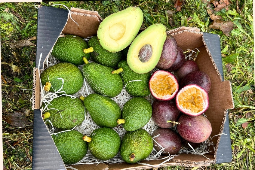 Avocado & Passionsfrüchte Box von Salvador
