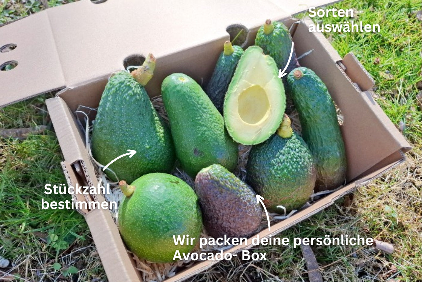 Baue deine eigene Trübenecker Avocado Box