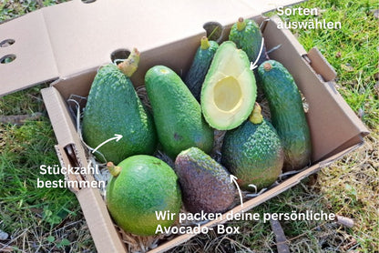 Baue deine eigene Trübenecker Avocado Box
