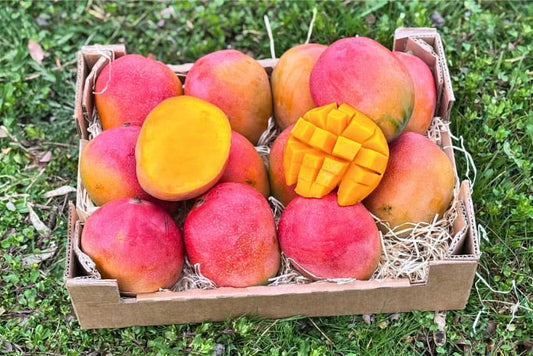 Mango Kent Premium Bio von Karina baumgereift