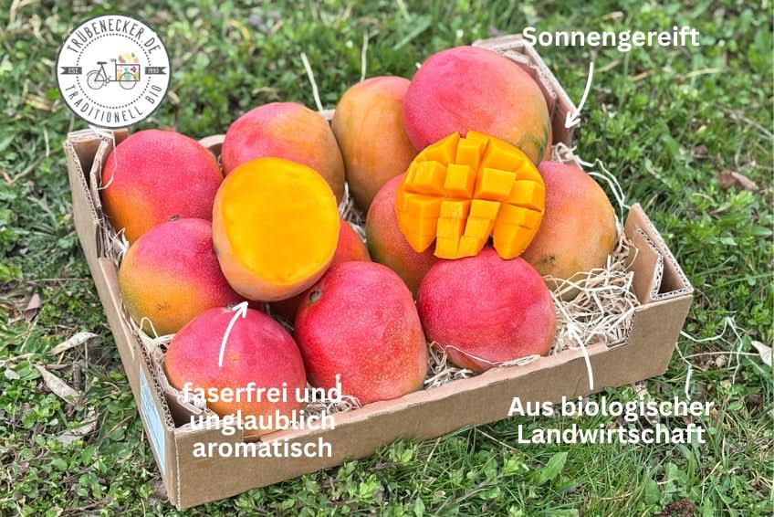 Mango Kent Premium baumgereift