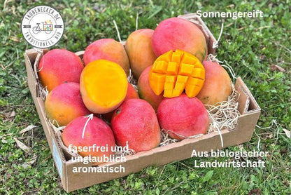 Mango Kent Premium baumgereift