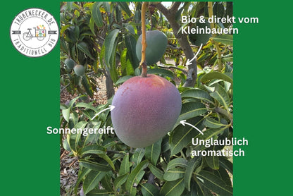 Mango Kent Premium baumgereift