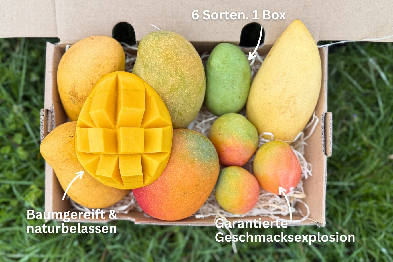 Mango Entdeckerbox