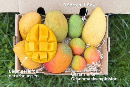 Mango Entdeckerbox