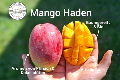 Mango Entdeckerbox