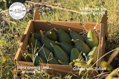 Avocado Fuerte 13 Monate baumgereift von Julian