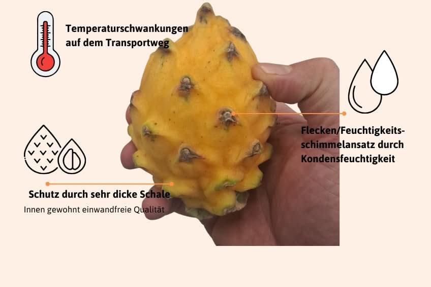 Goldene Drachenfrucht Retterbox % 1,5kg