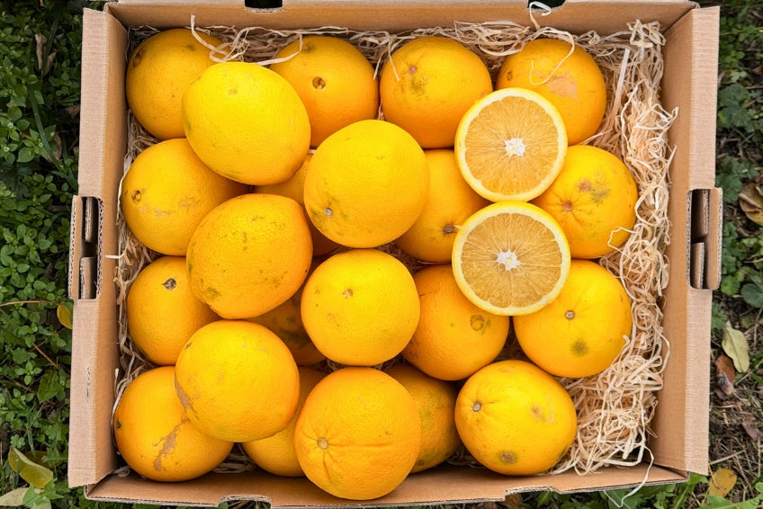 Orangen Bio Retterbox % 6kg