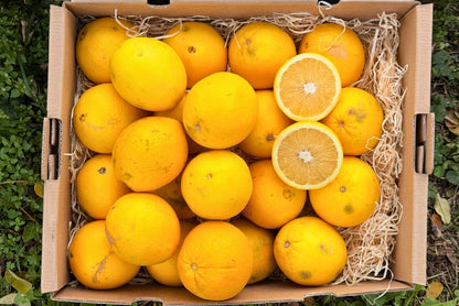 Orangen Bio Retterbox % 6kg