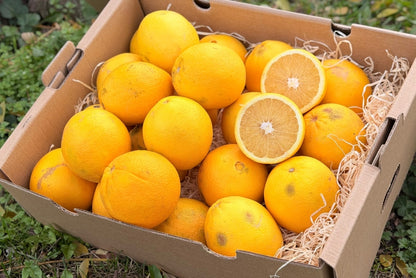 Orangen Bio Retterbox % 6kg