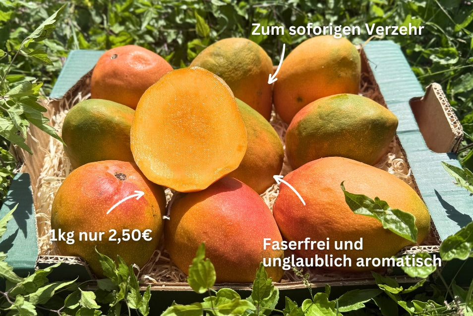 Mango Kent Ready to eat 4kg Retterbox %